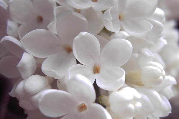 گل یاسمن سفید